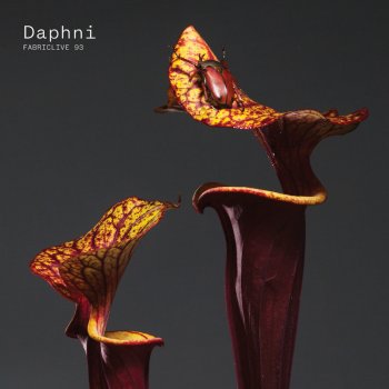 Daphni Strange Bird