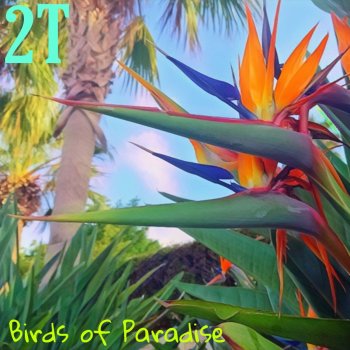 2T Birds of Paradise