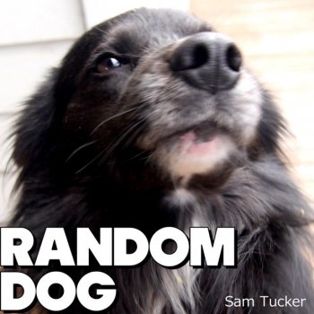 Sam Tucker Random Dog Followed Me Home