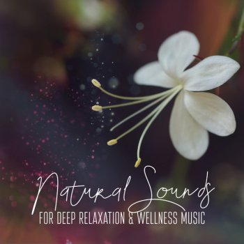 Sweet Music Relaxation Reset