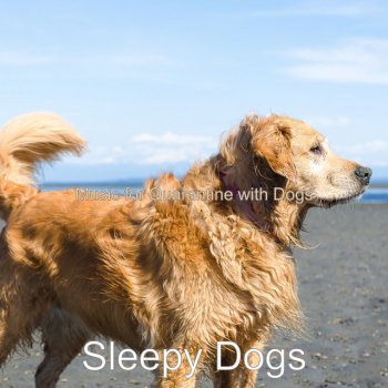 Sleepy Dogs Lonely Vibe for Relaxing at Home with Your Dog