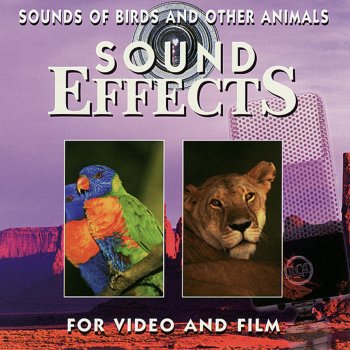 Sound Effects Crow