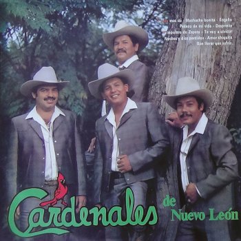 Cardenales de Nuevo León Amor Chiquito