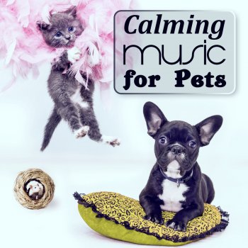 Pet Music Academy Play Time