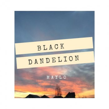 Maylo Black Dandelion