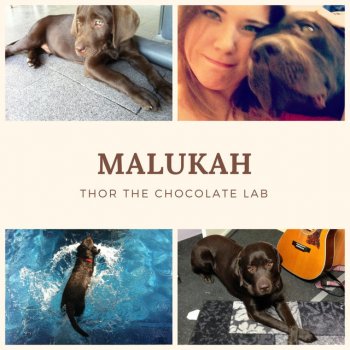 Malukah Thor the Chocolate Lab