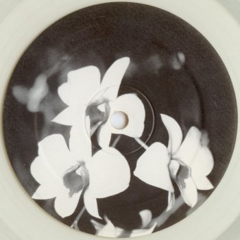 Ovatow Phalaenopsis - Dub II