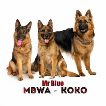 Mr Blue Mbwa Koko