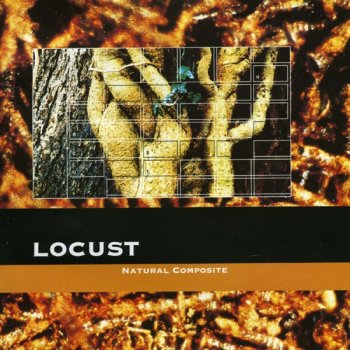 Locust Root