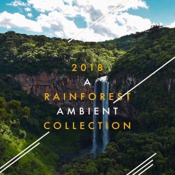 The Rainforest Collective Intense Rain