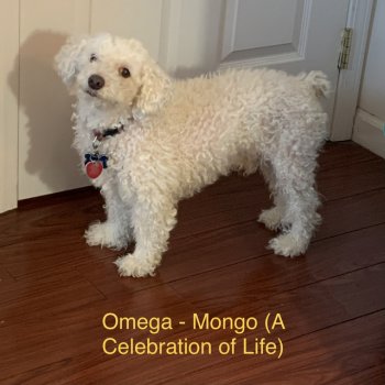 Omega Mongo (A Celebration of Life)