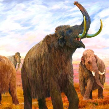 Funkmammoth Pride of the Prairie
