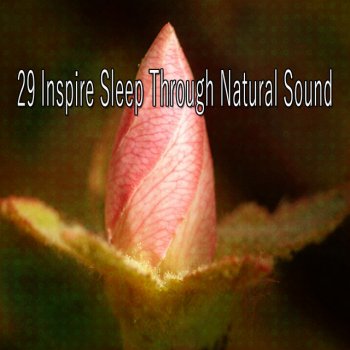 Sounds of Nature Noise Harmony In Mother Nature