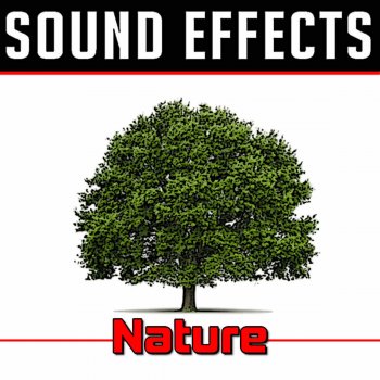Sound Effects Rain In Woods 5