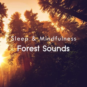 Sleepy Times Forest Sleep and Relaxing Sounds, Pt. 32