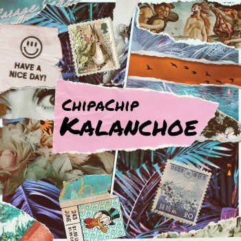 ChipaChip KALANCHOE