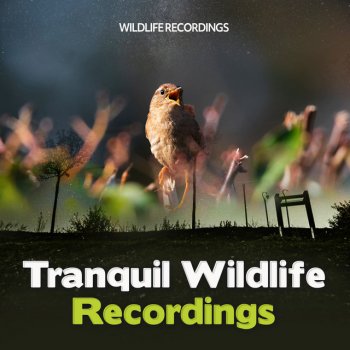Wildlife Recordings Horizon Twittering