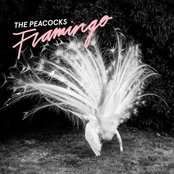 The Peacocks Flamingo