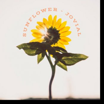 Jovial sunflower