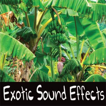 Sound Effects Forest