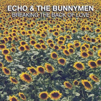 Echo & The Bunnymen The Back of Love