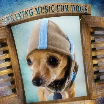 Pet Music Academy Calm Dog