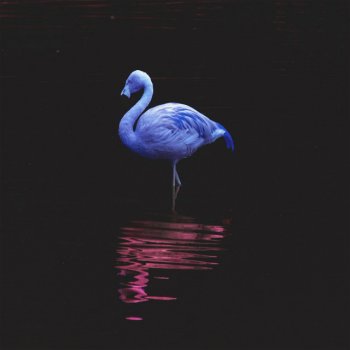 Kemelion Blue Flamingos