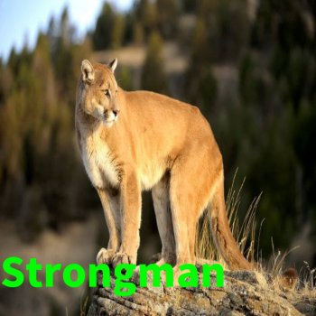 Kangaroo Strongman