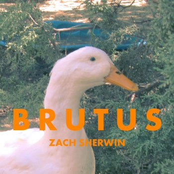 Zach Sherwin Duck III (Delivered)