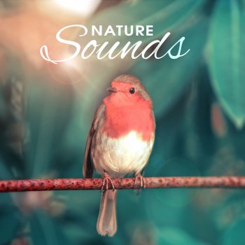 Yin Yoga Academy Nature Soundscapes