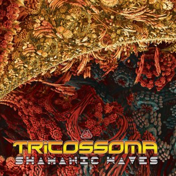 Tricossoma Twisted Temple