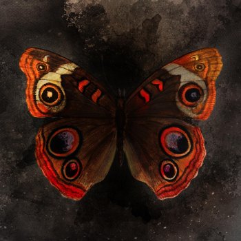 Audrey Karrasch Butterfly