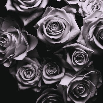 Zomby Black Rose