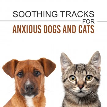 Pet Music Academy Soothing Tracks for Anxious Dogs and Cats