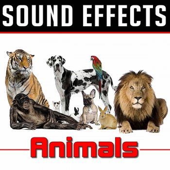 Sound Effects Dog Kennel Sounds