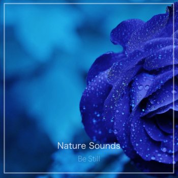 Nature Sounds Downtime Rain
