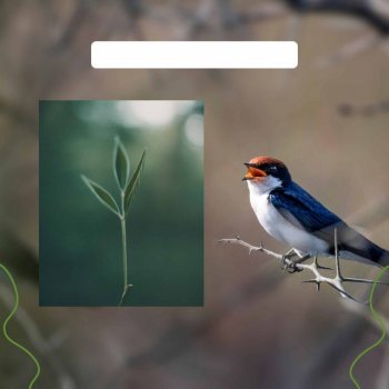 Massage Music Entertaining (Music)