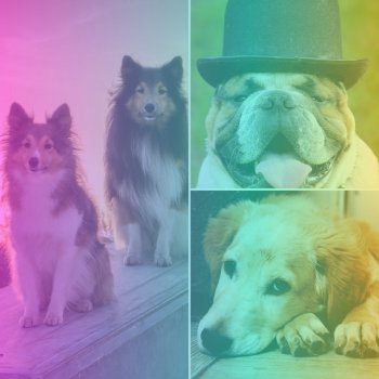 Исполнитель Doggy Music, альбом Music for Doggy Choices