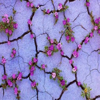 Matrix Blossom in the Desert