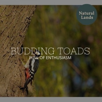 Nature Real Theme Music Project Brilliant Sound of Bird