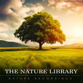 Nature Recordings Erosion Dandelion