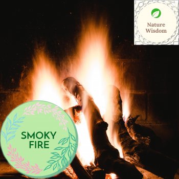 calm music Amazon Rainforest Fire