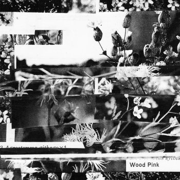 Cremation Lily Saturated in Urine