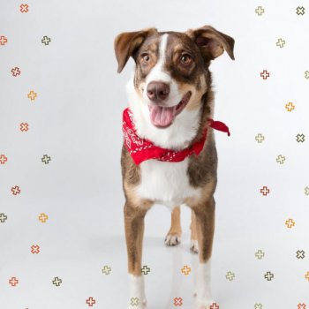 Relaxing Music for Dogs Background for Dog Cafes
