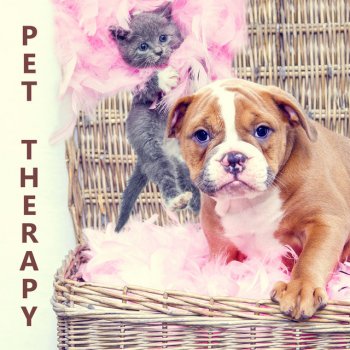 Pet Music Academy Treats & Toys