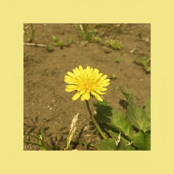 OOHYO Dandelion (single ver.)