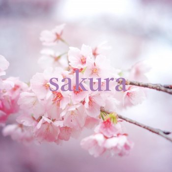 Исполнитель Sakura, альбом sakura