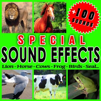 Sfx Professional Resource Studio Pack of Hounds