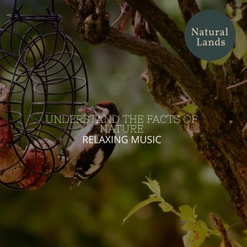 Emotional Nature Soothing Music Insect Hums to Intensify Focus