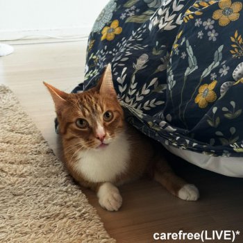 Исполнитель 7mxrch, альбом carefree**